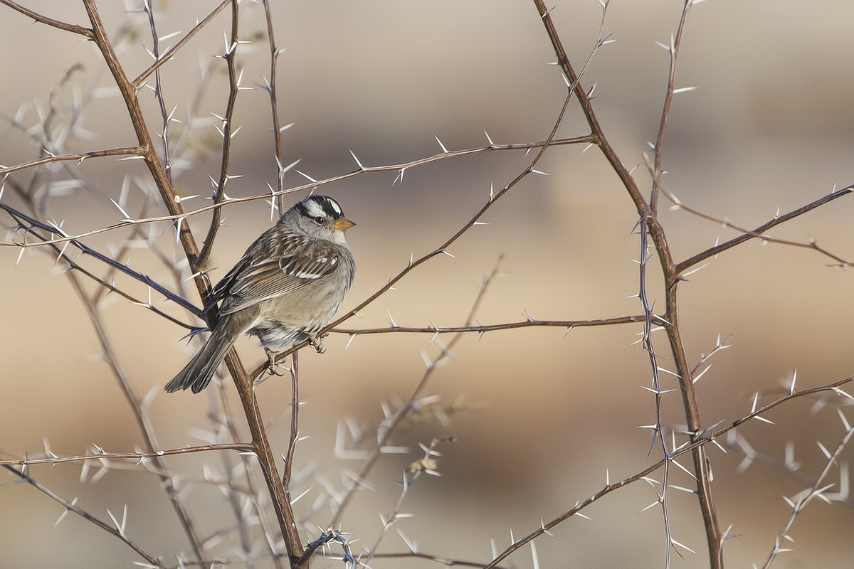 White-Crowned Sparrow (Male), Visitor's Center, Bosque del Apache National Wildlife Refuge, near San Antonio, New Mexico