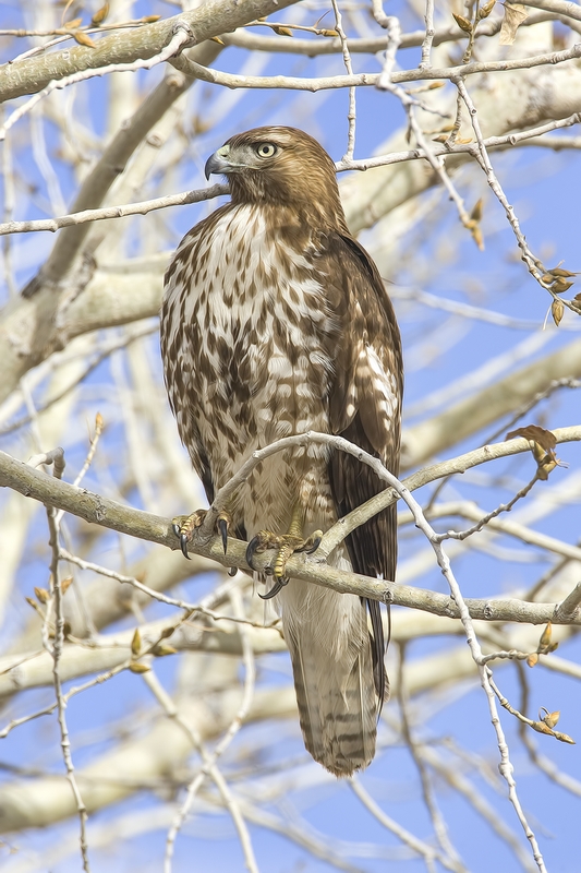 Cooper's Hawk, Visitor's Center, Bosque del Apache National Wildlife Refuge, near San Antonio, New Mexico