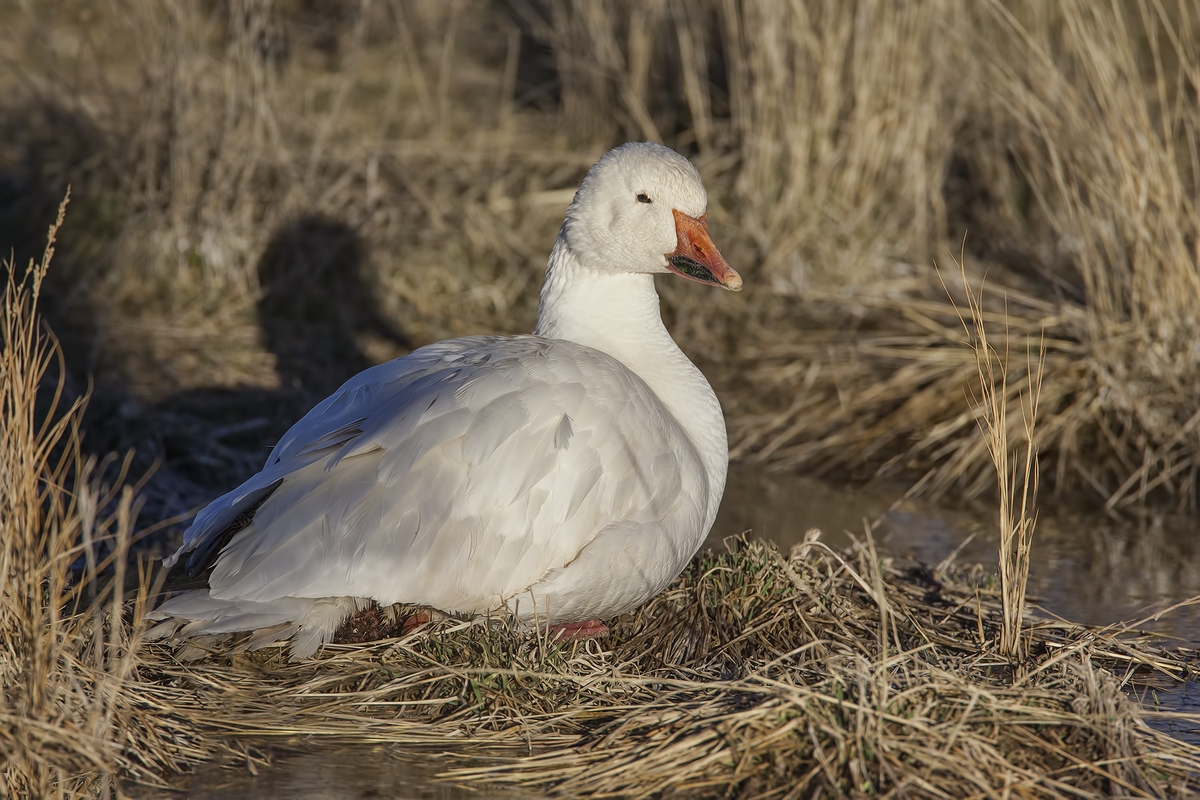 Snow Goose (White Adult), Farm Loop, Bosque del Apache National Wildlife Refuge, near San Antonio, New Mexico