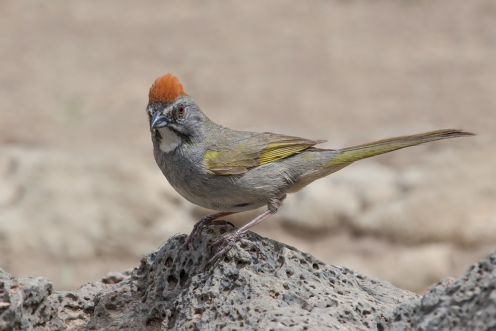 Green-Tailed Towhee, Cabin Lake "Guzzlers," Deschutes National Forest, Near Fort Rock, Oregon