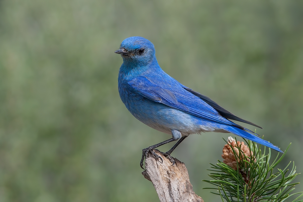 Mountain Bluebird, Cabin Lake "Guzzlers," Deschutes National Forest, Near Fort Rock, Oregon