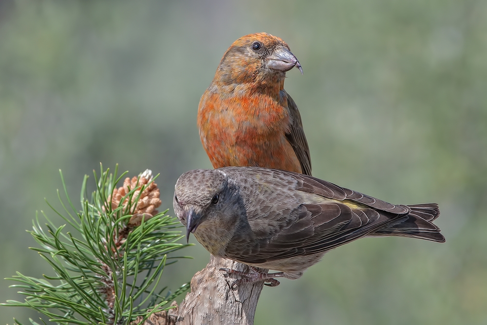 Red Crossbills (Male And Female), Cabin Lake "Guzzlers," Deschutes National Forest, Near Fort Rock, Oregon