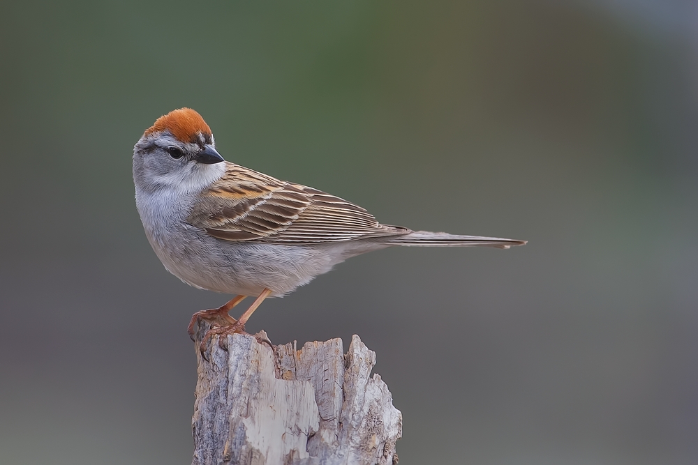 Chipping Sparrow, Cabin Lake "Guzzlers," Deschutes National Forest, Near Fort Rock, Oregon