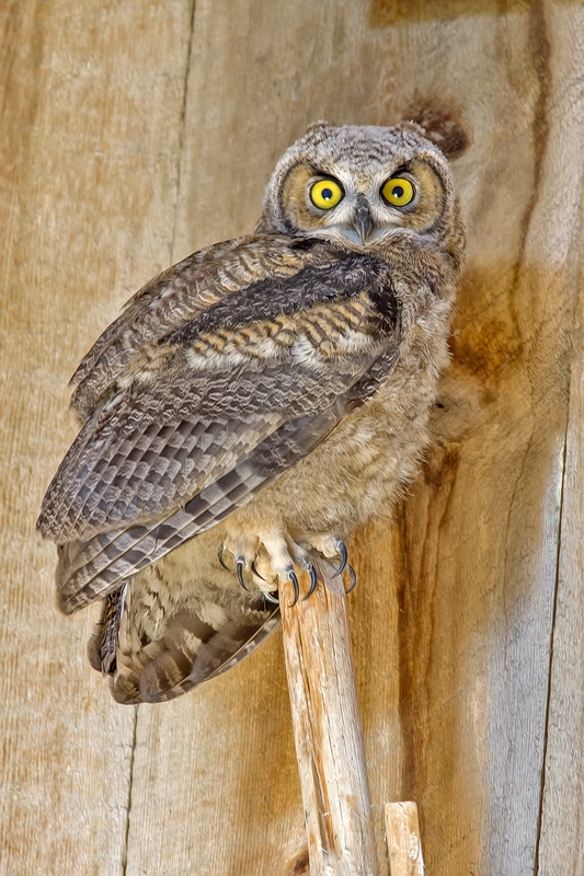 Great Horned Owl (Juvenile), Abandoned Barn, Summer Lake Wildlife Refuge, Oregon