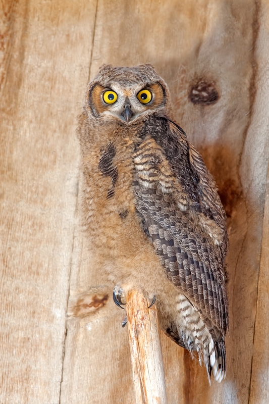 Great Horned Owl (Juvenile), Abandoned Barn, Summer Lake Wildlife Refuge, Oregon