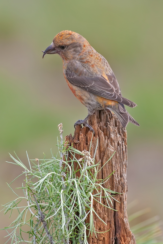 Red Crossbill (Male), Cabin Lake "Guzzlers," Deschutes National Forest, Near Fort Rock, Oregon