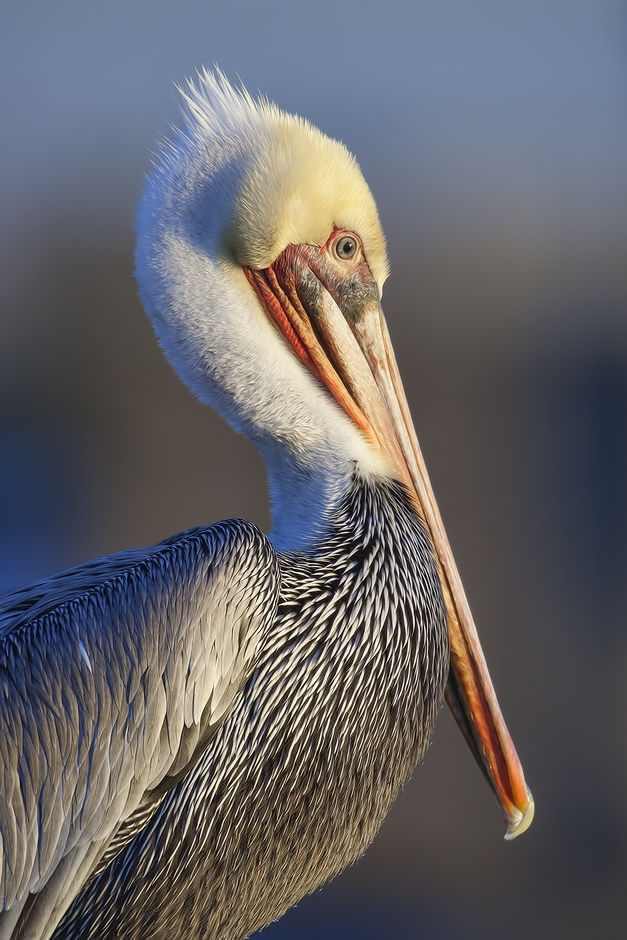 Pacific Brown Pelican, Bolsa Chica Ecological Reserve, Huntington Beach, California