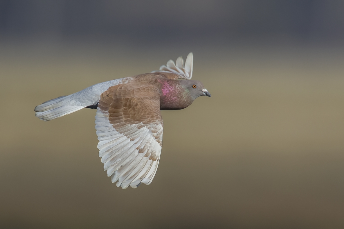 Rock Dove (Feral Pigeon), Bolsa Chica Ecological Reserve, Huntington Beach, California