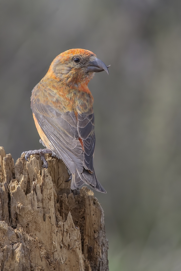 Red Crossbill (Male), Cabin Lake "Guzzlers," Deschutes National Forest near Fort Rock, Oregon