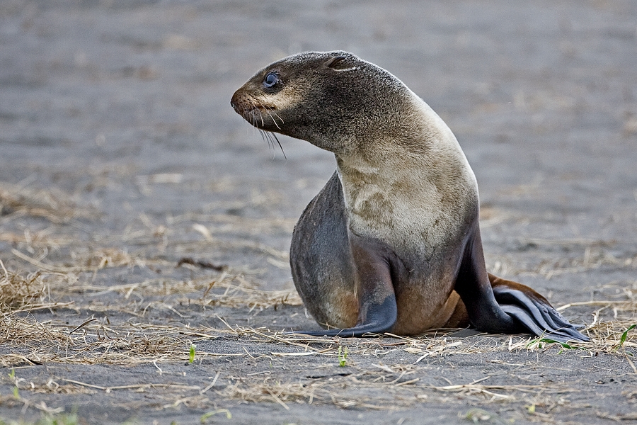 Northern Fur Seal, Big Zapadni Rookery, St. Paul Island, Alaska