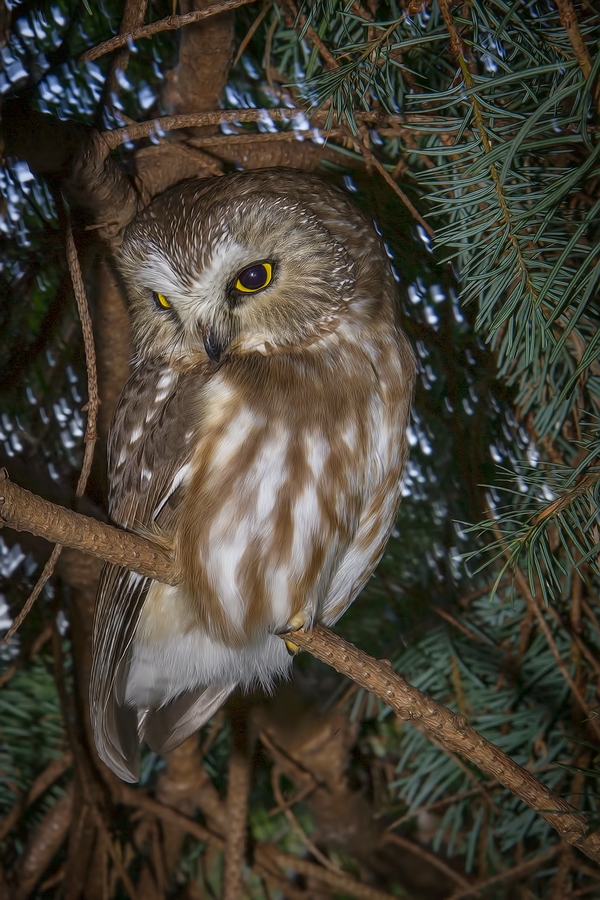 Northern Saw-Whet Owl, Westham Island, Ladner, British Columbia
