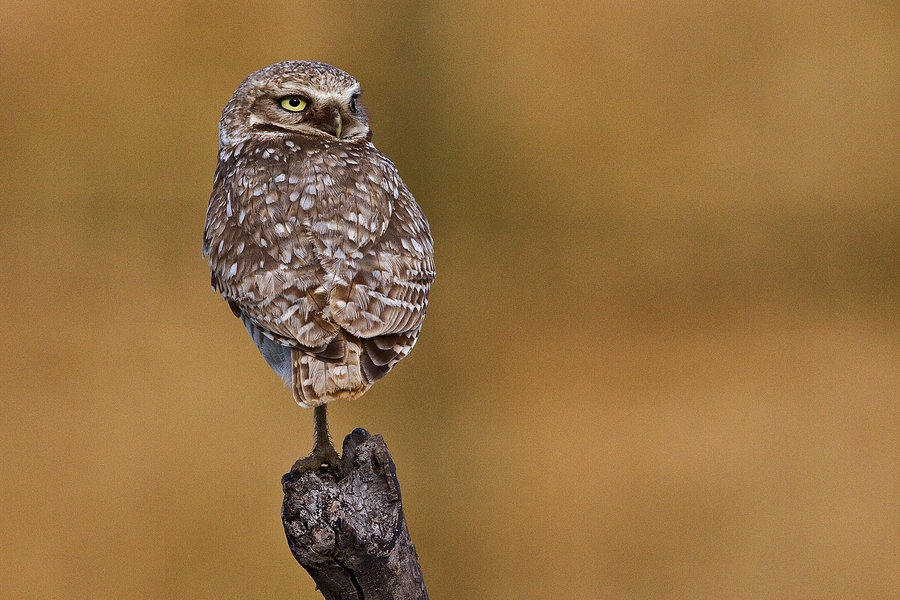 Burrowing Owl (Male), Farm Road Off SR17, Near Othello, Washington