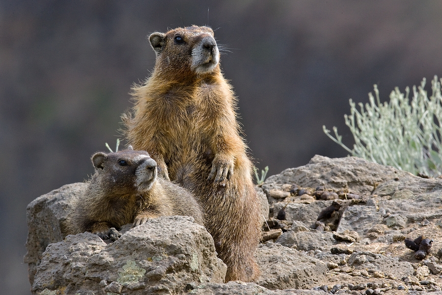 Yellow-Bellied Marmot (Female and Juvenile), Palouse Falls, Washington