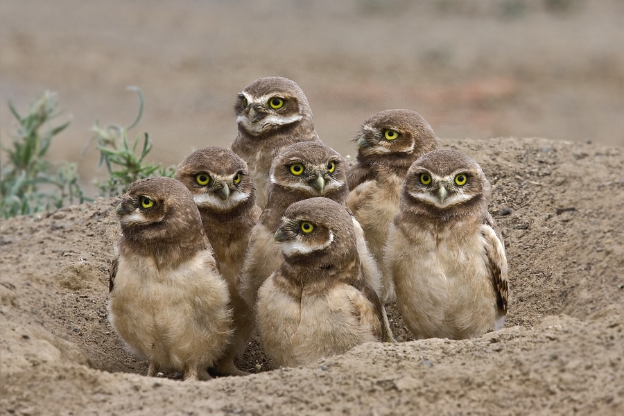 Burrowing Owls (Juvenile), Farm Road Off SR17, Near Othello, Washington