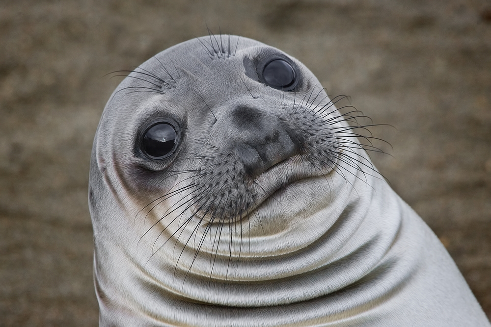 Northern Elephant Seal (Weaner), Point Piedras Blancas, California