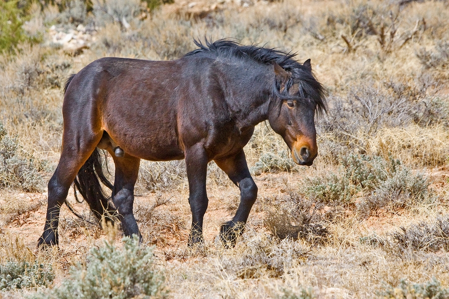 Feral Horse (Male Wild Mustang), Pryor Mountain Wild Horse Range, Near Lovell, Wyoming