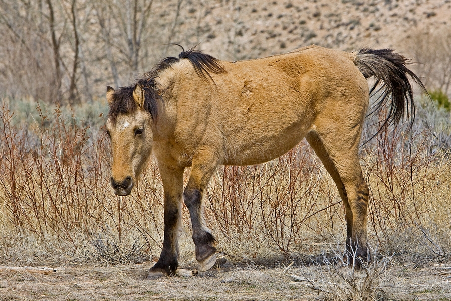 Feral Horse (Female Wild Mustang), Pryor Mountain Wild Horse Range, Near Lovell, Wyoming