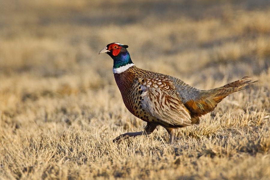 Ring-Necked Pheasant (Male), Horseshoe Bend, Bighorn Canyon National Recreation Area, Near Lovell, Wyoming