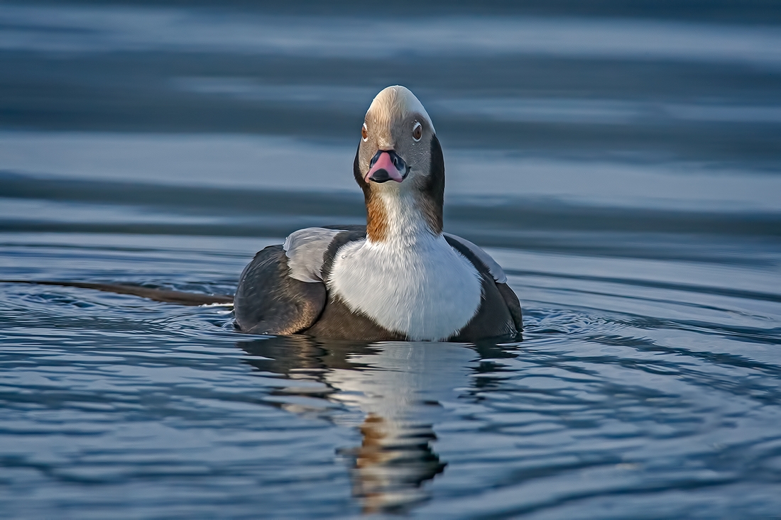 Long-Tailed Duck (Male), Deep Bay Spit, Northern Vancouver Island, British Columbia