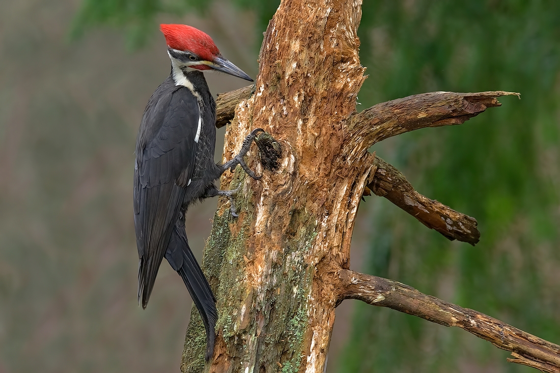 Pileated Woodpecker, Black Creek, Northern Vancouver Island, British Columbia