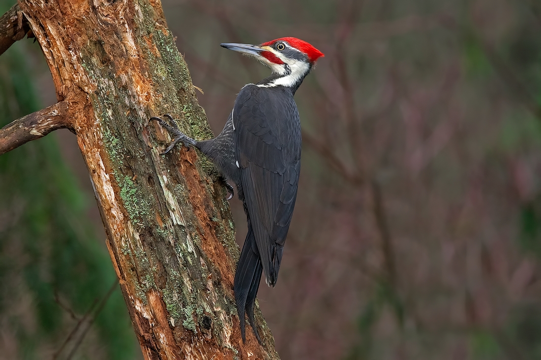 Pileated Woodpecker, Black Creek, Northern Vancouver Island, British Columbia