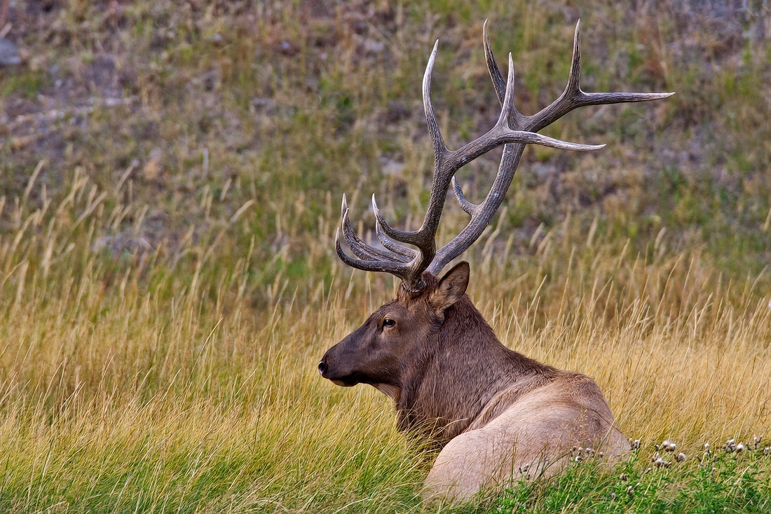 Elk (Male), Madison River, Near West Entrance, Yellowstone National Park, Wyoming