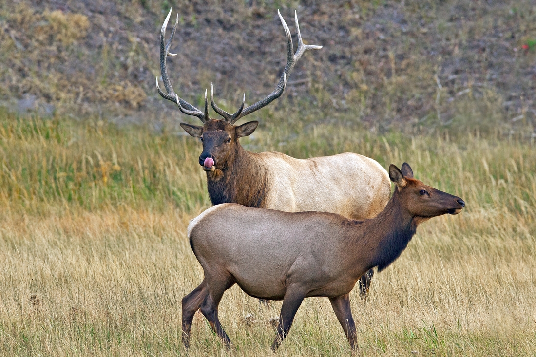 Elk (Male and Female), Madison River, Near West Entrance, Yellowstone National Park, Wyoming