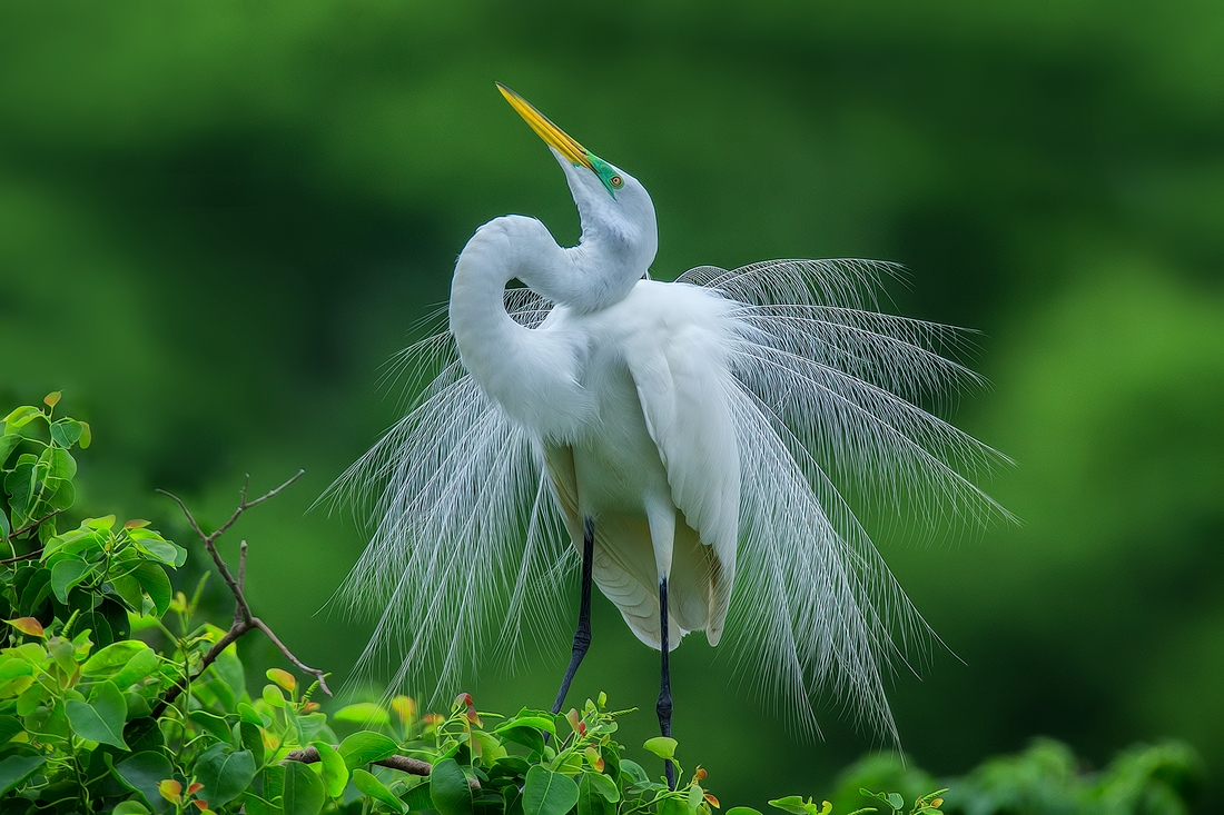 Great Egret