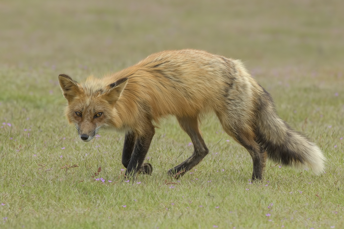 Red Fox (Vixen)