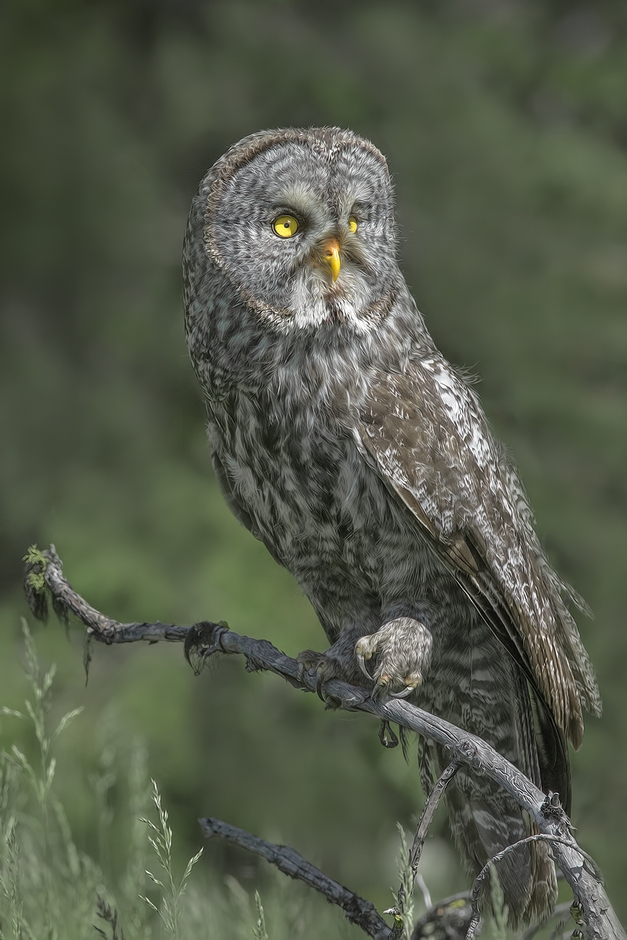 Great Gray Owl