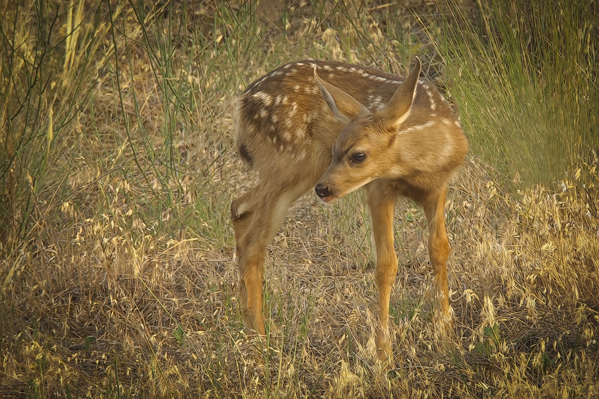 Mule Deer Fawn