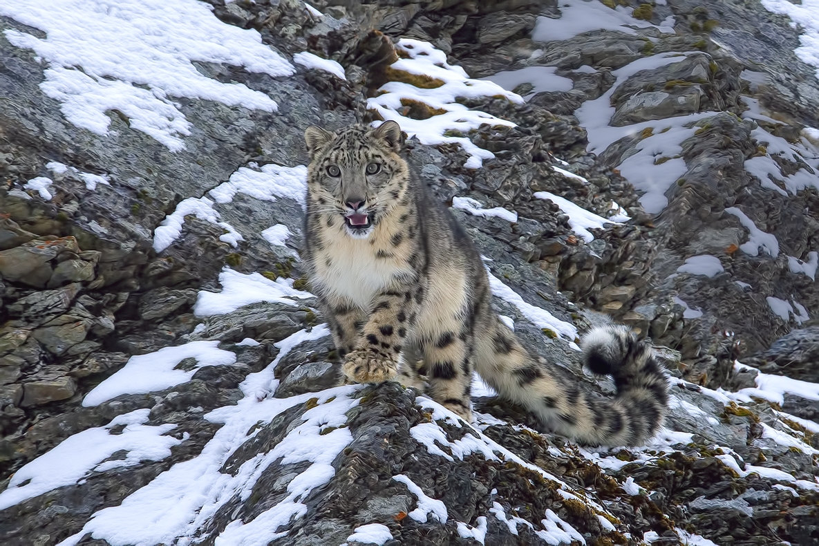 Snow Leopard (C)