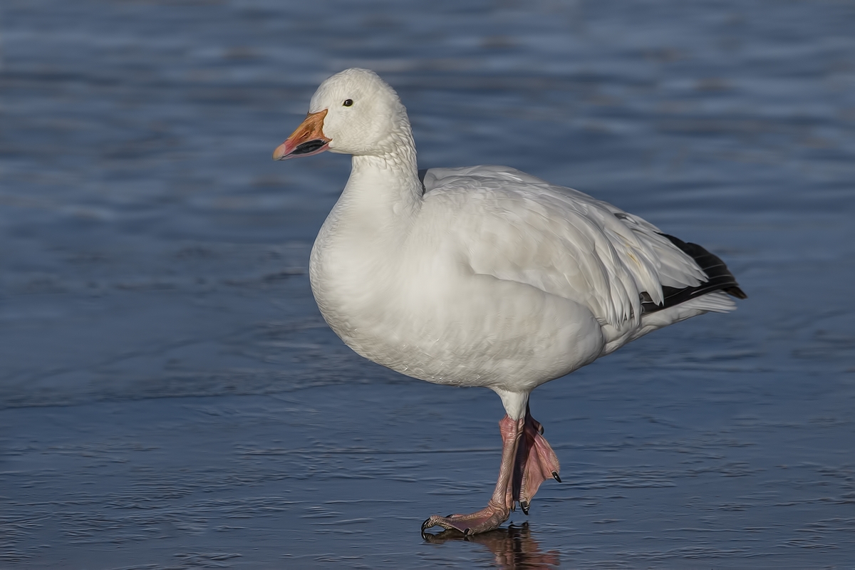 Snow Goose (White Adult), Farm Loop, Bosque del Apache National Wildlife Refuge, near San Antonio, New Mexico