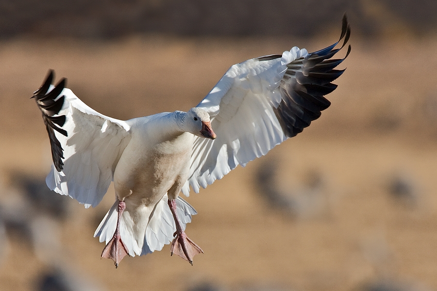 Snow Goose, Farm Loop, Bosque del Apache National Wildlife Refuge, Near San Antonio, New Mexico
