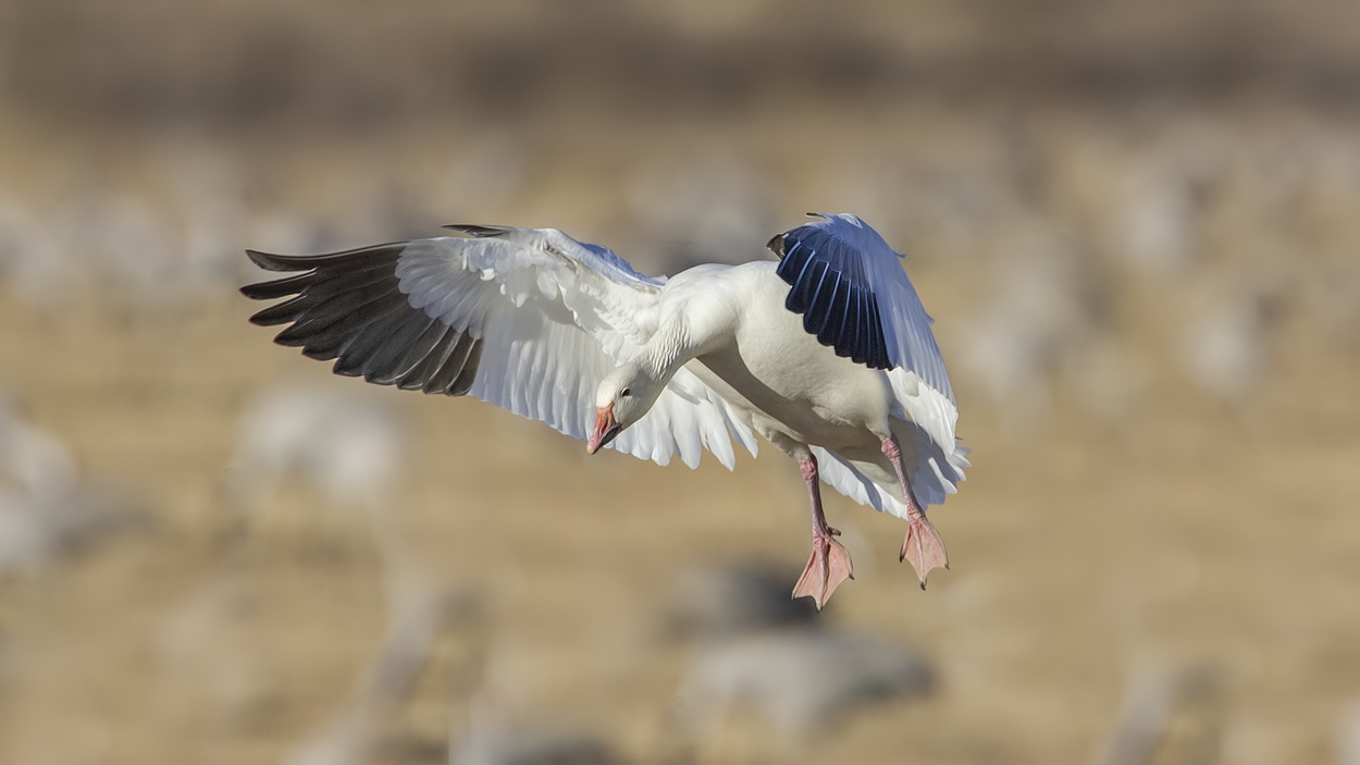 Snow Goose (White Adult), Farm Loop, Bosque del Apache National Wildlife Refuge, near San Antonio, New Mexico