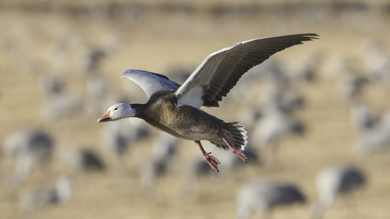 Snow Goose (Dark Adult), Farm Loop, Bosque del Apache National Wildlife Refuge, near San Antonio, New Mexico