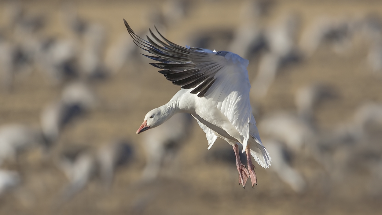 Snow Goose (White Adult), Farm Loop, Bosque del Apache National Wildlife Refuge, near San Antonio, New Mexico