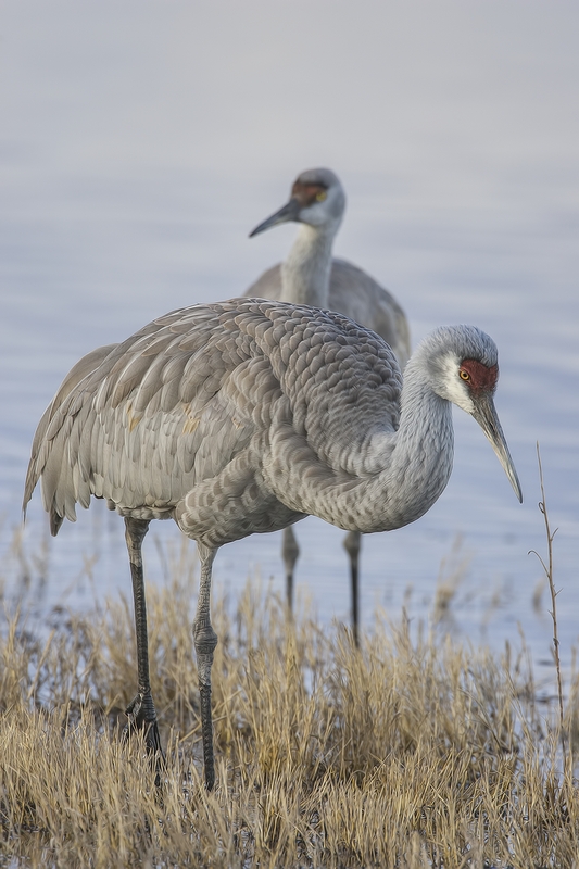 Sandhill Crane, Entrance Pull-Off Pond, Bosque del Apache National Wildlife Refuge, near San Antonio, New Mexico