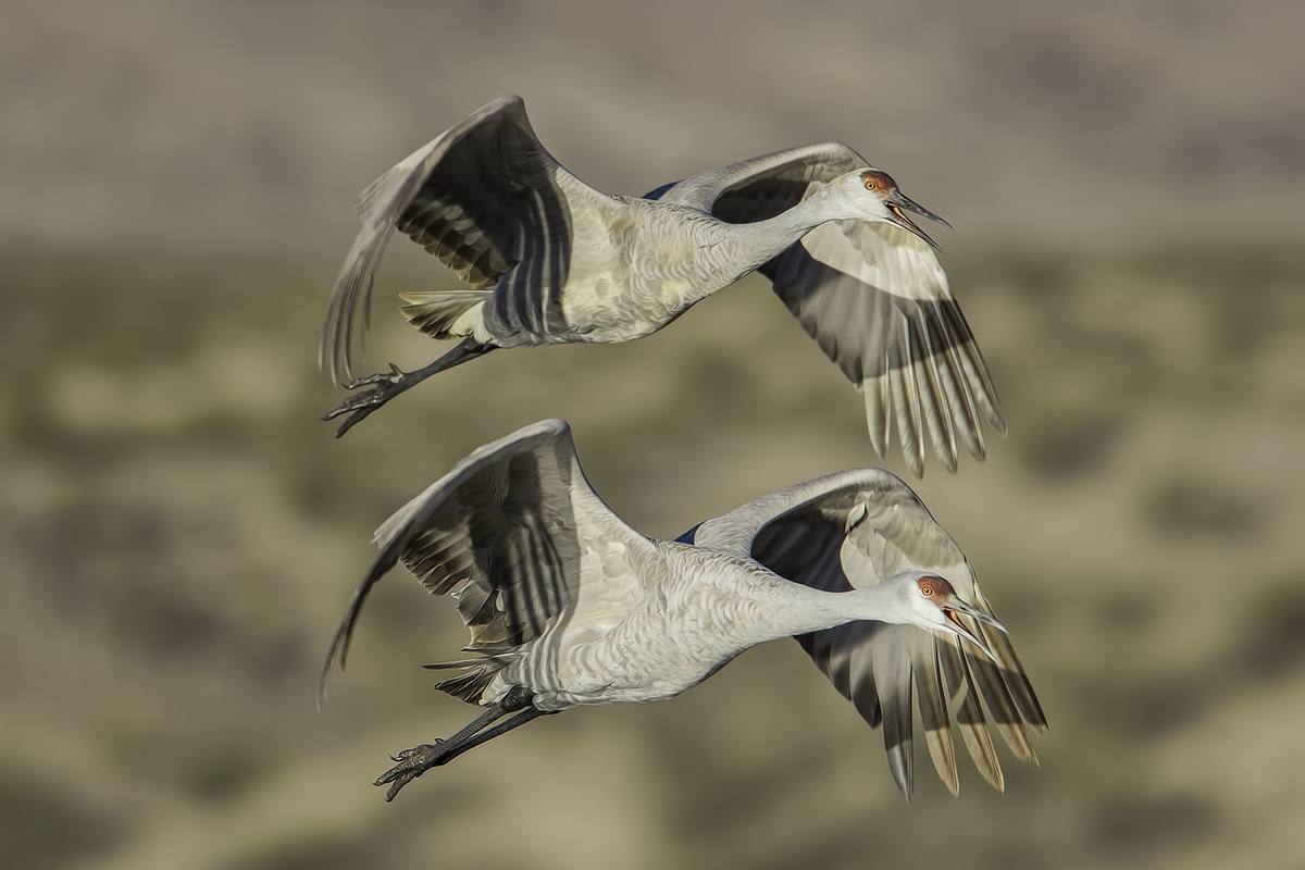 Sandhill Crane, Entrance Pull-Off Pond, Bosque del Apache National Wildlife Refuge, near San Antonio, New Mexico