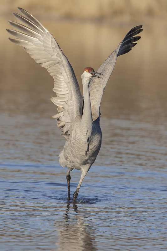 Sandhill Crane, Entrance Pull-Off Pond, Bosque del Apache National Wildlife Refuge, near San Antonio, New Mexico
