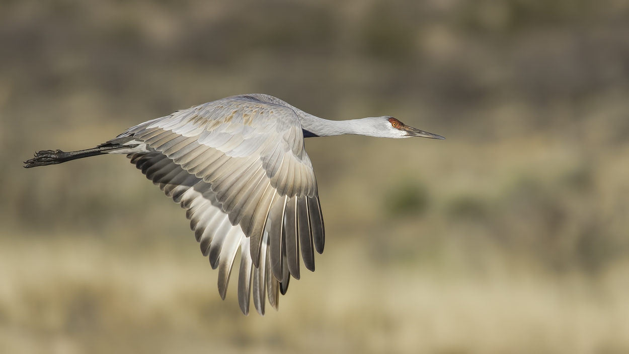 Sandhill Crane, Entrance Pull-Off Pond, Bosque del Apache National Wildlife Refuge, near San Antonio, New Mexico