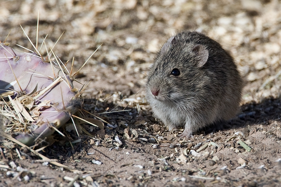Desert Vole, Visitor's Center, Bosque del Apache National Wildlife Refuge, Near San Antonio, New Mexico