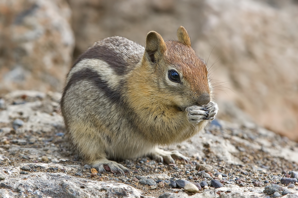 Golden Mantled Ground Squirrel, North Loop, LaPine State Park, Oregon