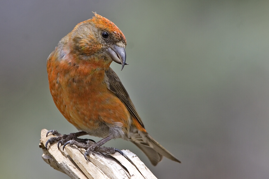 клюв клеста. клёст-еловик клюв. обыкновенный клест. птичка клест еловик. клюв клеста.