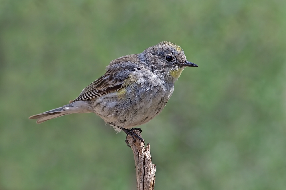 Yellow-Rumped Warbler (Juvenile), Cabin Lake "Guzzlers," Deschutes National Forest, Near Fort Rock, Oregon