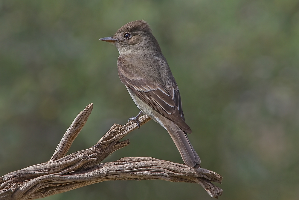 Western Wood-Pewee, Cabin Lake "Guzzlers," Deschutes National Forest, Near Fort Rock, Oregon