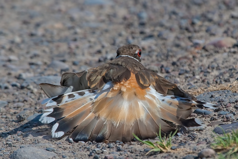 Killdeer (Threat Display), Bullgate Dike, Summer Lake Wildlife Refuge, Oregon