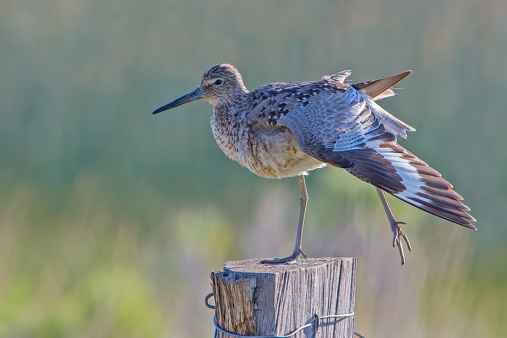 Willet, Summer Lake Wildlife Refuge, Oregon