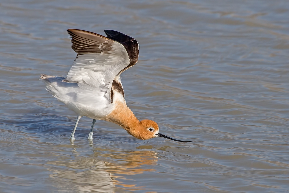 American Avocet, Bullgate Dike, Summer Lake Wildlife Refuge, Oregon