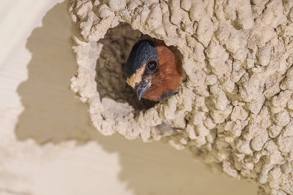 Cliff Swallow, Viewing Blinds, Summer Lake Wildlife Refuge, Oregon